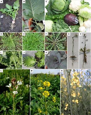 Fungal endophytes of Brassicaceae: Molecular interactions and crop benefits